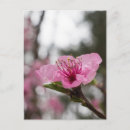 Search for cherries postcards Tree