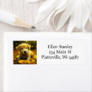 Search for yellow labrador return address labels Puppy