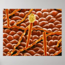 Search for electron micrography posters Imaging
