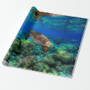 Search for box turtle photography Coral