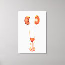 Recherche de génital posters Santé