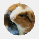 Search for piggy ornaments Cute