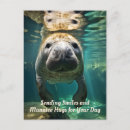 Search for manatee Cute manatee