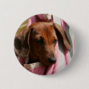 Recherche de teckel badges Teckel miniature lisse haired