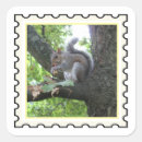 Search for grey squirrel stickers Nature