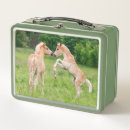 Search for horse lunch boxes Cute
