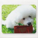 Search for smell electronics Animal