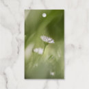 Search for perennials gift wrap Daisies