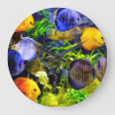 Recherche de poissons colorés horloges Tropical