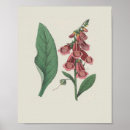 Search for foxglove flowers posters Vintage