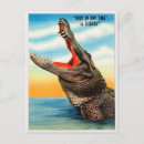 Recherche de alligator sauvage cartes postales Floride