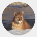 Search for catamount stickers Wildlife