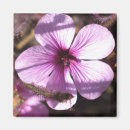 Recherche de géranium magnets Rose