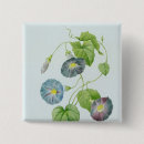Search for glories buttons Botanical