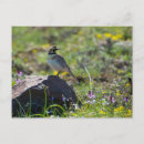 Search for larks postcards Horned lark