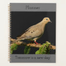 Search for mourning dove Photography
