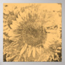 Search for vintage sunflower posters Flowers