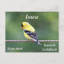 Search for iowa shape postcards Eastern goldfinch