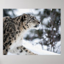 Search for leopard spots art Predator