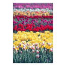 Recherche de champ de tulipe posters Coloré