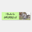Search for squirrel bumper stickers Nature