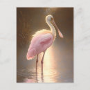 Search for roseate postcards Nature