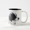 Recherche de chien de colley tasses Animaux domestiques