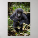 Recherche de gorilles de montagne posters Animal
