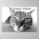 Search for pretty kitty art Cat