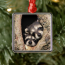 Recherche de ratons laveurs ornements Animaux mignons