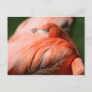Search for flamingo picture postcards Animals