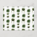 Recherche de oasis cartes postales Plante de maison