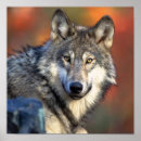 Recherche de photo de loup posters Pour tous