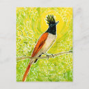 Search for flycatcher postcards Animal