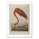 Search for antique flamingo posters John james audubon