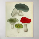 Recherche de champignon vintage art Botanique