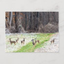 Search for frost horizontal postcards Animal