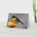 Recherche de baltimore vœux cartes Oriole
