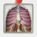 Search for lung ornaments Human