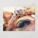 Recherche de poney mignon cartes postales Cheval