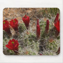 Recherche de fleur cactus tapis souris Désert