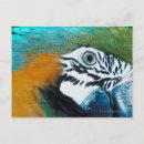 Recherche de perroquet bleu cartes postales Nature