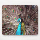 Search for aviary electronics Feathers