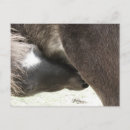 Search for filly postcards Black