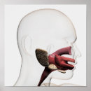 Recherche de bouche humaine posters Illustration