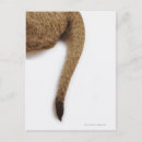 Search for cat tail postcards Feline