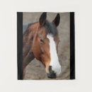 Recherche de visage de cheval Animal