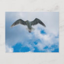 Search for gull wing postcards Bird