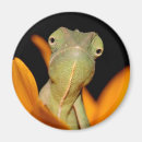 Search for chameleons magnets Camouflage