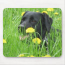 Recherche de cannine tapis souris Labrador